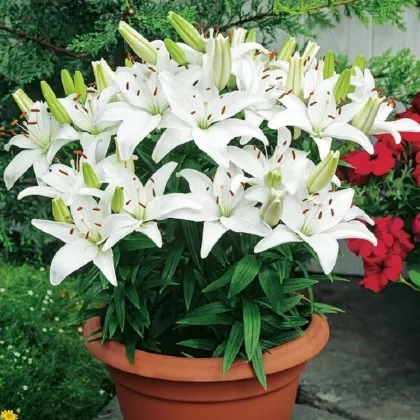 Ľalia Ivory Pixie - Lilium - predaj cibuľovín - 1 ks