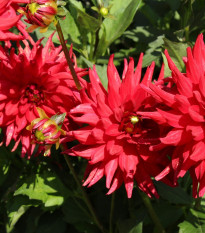 Georgína Pigmy červená - Dahlia - predaj cibuľovín - 1 ks