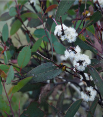 Eukalyptus Pauciflora - Blahovičník - Eucalyptus pauciflora - predaj semien - 8 ks