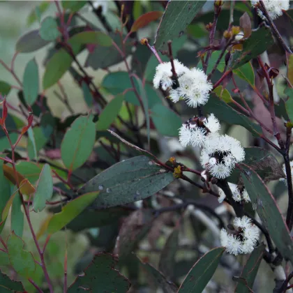 Eukalyptus Pauciflora - Blahovičník - Eucalyptus pauciflora - predaj semien - 8 ks