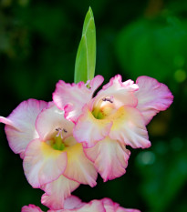 Gladiola Priscilla - Gladiolus - predaj cibuľovín - 3 ks