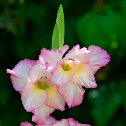 Gladiola Priscilla - Gladiolus - predaj cibuľovín - 3 ks