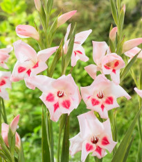 Gladiola nanus Elvira - Gladiolus - predaj cibuľovín - 3 ks