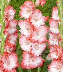 Gladiola Pink Lady - Gladiolus - predaj cibuľovín - 3 ks