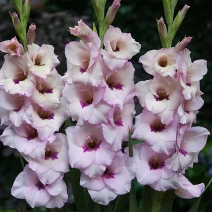 Gladiola Venezia - Gladiolus - predaj cibuľovín - 3 ks