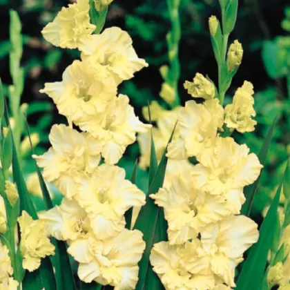 Gladiola Banana Ruffle - Gladiolus - predaj cibuľovín - 3 ks