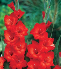 Gladiola Mascagni - Gladiolus - predaj cibuľovín - 3 ks