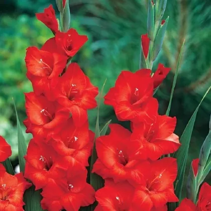 Gladiola Mascagni - Gladiolus - predaj cibuľovín - 3 ks