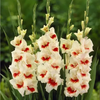 Gladiola Ajax - Gladiolus - predaj cibuľovín - 3 ks