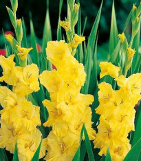 Gladiola Yellow Frans - Gladiolus - predaj cibuľovín - 3 ks