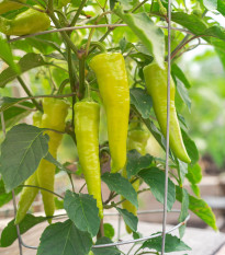 Paprika Sweet Banana - Capsicum annuum - predaj semien - 7 ks