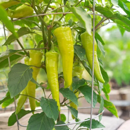 Paprika Sweet Banana - Capsicum annuum - predaj semien - 7 ks