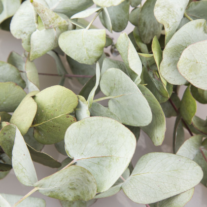 Eukalyptus Silver dollar - Eucalyptus cinerea - predaj semien - 7 ks