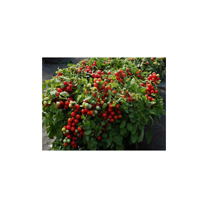 Paradajka kríčková balkónová Tomfall - Solanum lycopersicum - predaj semien - 20 ks