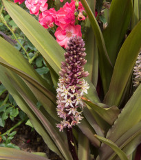 Chocholka bodkovaná - Eucomis comosa - predaj cibuľovín - 1 ks