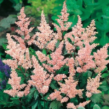 Astilba Peach Blossom - Astilbe japonica - predaj cibuľovín - 1 ks