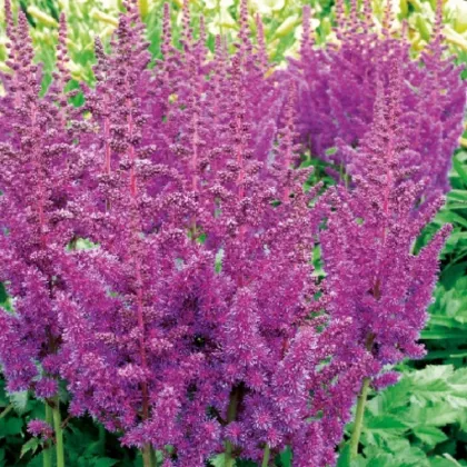 Astilba modrá - Astilbe - predaj cibuľovín - 1 ks