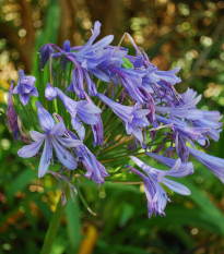 Kalokvet modrý - Agapanthus praecox - semiačka - 8 ks