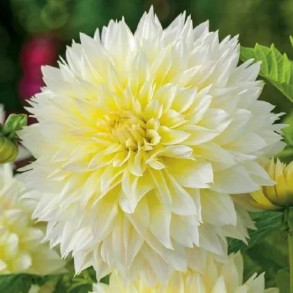 Georgína Canary Fubuki - Dahlia - predaj cibuľovín - 1 ks