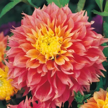 Georgína Kogane Fubuki - Dahlia - predaj cibuľovín - 1 ks