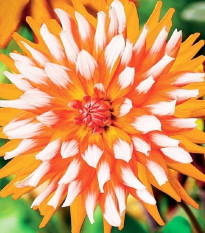 Georgína Orange Turmoil - Dahlia - predaj cibuľovín - 1 ks