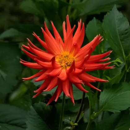 Georgína Bora Bora - Dahlia - predaj cibuľovín - 1 ks