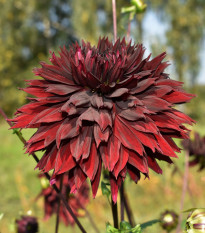 Georgína Black Touch - Dahlia - predaj cibuľovín - 1 ks