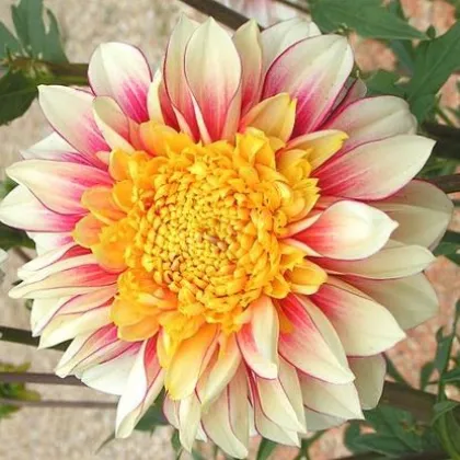 Georgína Polka - Dahlia - predaj cibuľovín - 1 ks