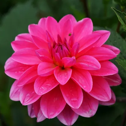 Georgína Onesta - Dahlia - predaj cibuľovín - 1 ks