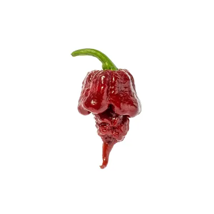 Chilli Carolina Reaper Chocolate - Capsicum chinense - predaj semien - 5 ks