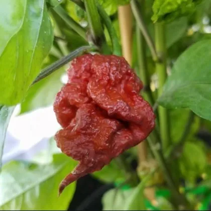 Chilli Carolina Reaper Chocolate - Capsicum chinense - predaj semien - 5 ks