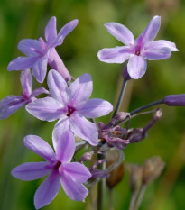 Cesnak divoký BIO - Allium sativum - predaj bio semien - 1 ks