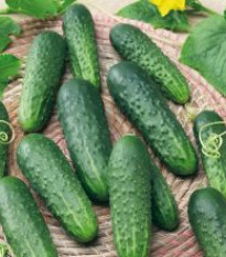 Uhorka Najada F1 - Cucumis sativus - predaj semien - 15 ks