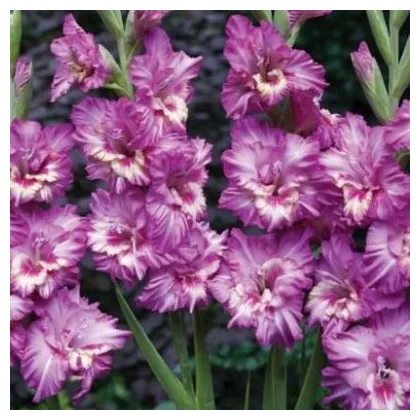 Gladiola Tango - Gladiolus tango - predaj cibuľovín - 3 ks