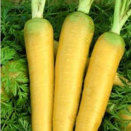 Mrkva Táborská žltá - Daucus carota - predaj semien - 150 ks