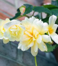 Begónia previsnutá Sunny Dream - Begonia odorata - predaj cibuľovín - 2 ks