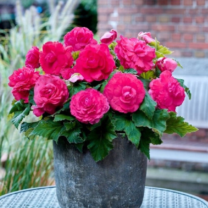Begónia plnokvetá ružová - Begonia superba - predaj cibuľovín - 2 ks