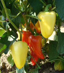 Paprika Zlata - Capsicum annuum - predaj semien - 30 ks