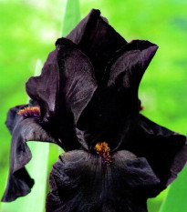 Kosatec nemecký Black Night - Iris germanica - predaj hľúz - 1 ks