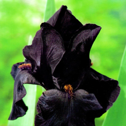 Kosatec Black Night - Iris germanica - predaj cibuľovín - 1 ks