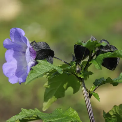 Lilík mochyňovitý - Nicandra physaloides - semiačka - 10 ks