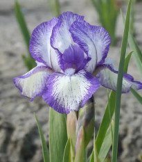 Kosatec Petit Polka - Iris pumila - predaj cibuľovín - 1 ks