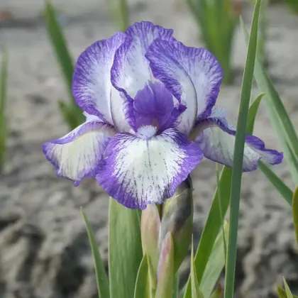 Kosatec nízky Petit Polka - Iris pumila - predaj hľúz - 1 ks