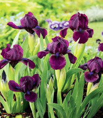 Kosatec Cherry Garden - Iris pumila - predaj cibuľovín - 1 ks