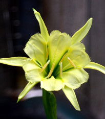 Peruánsky narcis Sulphur Queen - Ismena - predaj cibuľovín - 1 ks