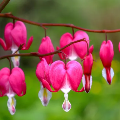 Srdcovka nádherná - Dicentra spectabilis - prodej cibulovin - 1 ks