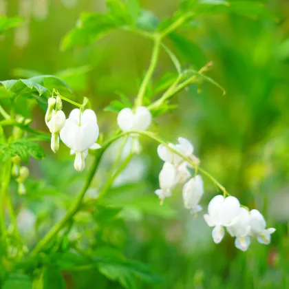 Srdcovka nádherná biela - Dicentra spectabilis - predaj cibuľovín - 1 ks