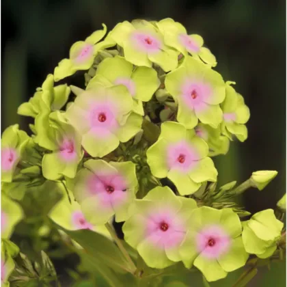 Plamienka Sherbet Blend - Phlox - voľnokorenné sadeničky plamienky - 1 ks