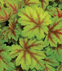 Heuchera Dales Strain - Heuchera - voľnokorenné sadenice plamienky - 1 ks