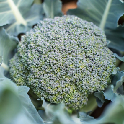 BIO Brokolica Rasmus KS - Brassica oleracea L. - bio predaj semien - 20 ks